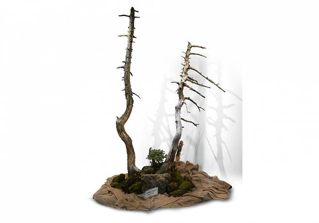 1월 31일 제주 한라수목원에서 본 구상나무 고사목. 한라산 아고산대에는 이 같은 고사목이 많이 분포하고 있다. 과학동아 제공