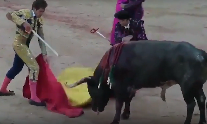 한 투우 경기 모습. 피를 흘리는 황소를 향해 칼을 찌르는 동작을 취하고 있다.[PETA 유튜브 갈무리]
