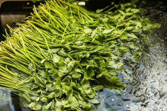 미나리.아이클릭아트 제공