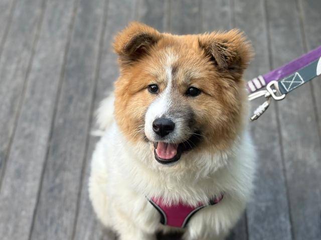 산책도 잘하고 분리 불안도 없는 준비된 반려견 '빵떡이'(7개월령, 암컷)이 가족을 기다리고 있다. 티비티레스큐 제공.