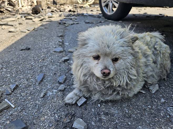 안동시 남선면 신흥리 마을 입구에서 마주친 강아지. 산불로 연기와 먼지를 뒤집어 썼지만 꼬리를 흔들었다.   김재산 기자