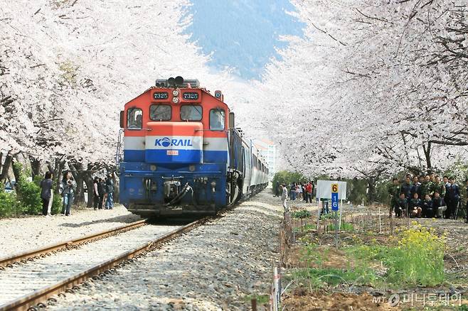 진해 군항제 광경./사진=뉴스1