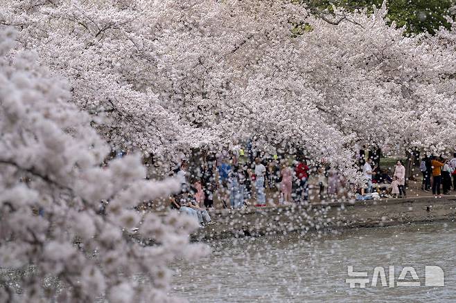 [워싱턴=AP/뉴시스] 30일(현지 시간) 미국 워싱턴 DC의 인공 호수 타이들 베이슨의 벚꽃이 이번 주 절정에 이르는 가운데 방문객들이 꽃비를 감상하며 호숫가를 걷고 있다. 2025.03.31.