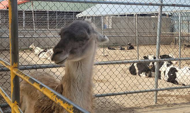한쪽 눈을 잃은 쌍둥이 동물농장 과나코.&nbsp;배상철 기자