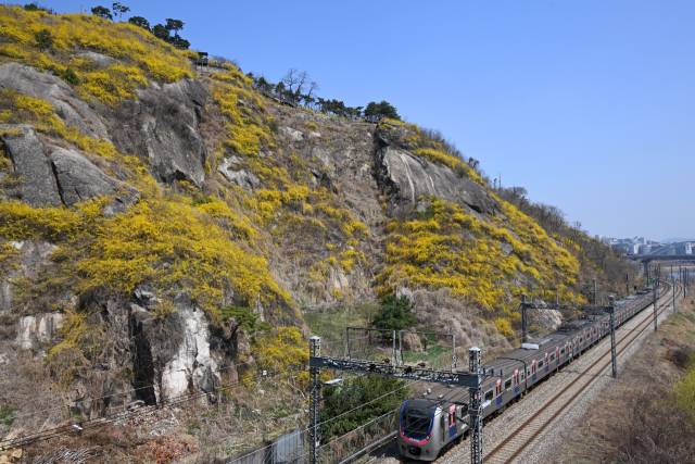 기온이 큰 폭으로 오르며 평년 수준을 회복한 31일 서울 성동구 응봉산이 활짝 핀 개나리들로 노랗게 물들어 있다. 조태형 기자
