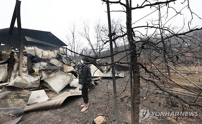 새카맣게 타버린 사과밭 (안동=연합뉴스) 천경환 기자 = 27일 화마가 온 마을을 삼켜 쑥대밭이 된 안동 임하면. 농민이 불에 탄 사과밭을 보고 있다. 2025.3.27 kw@yna.co.kr