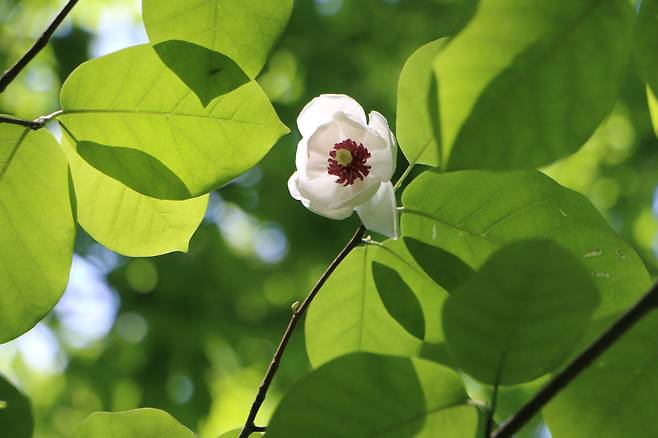 함박꽃나무 꽃.