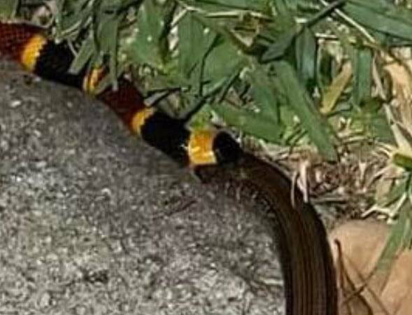 산호뱀이 제 몸뚱이만한 무족도마뱀을 통째로 삼키고 있다./Kevin Frugé. South Florida Wildlands Association