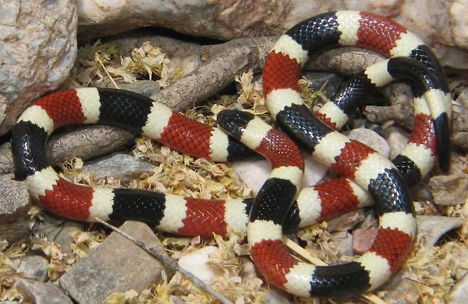 아름다운 무늬를 가진 맹독사 산호뱀./Jeff Servoss/USFWS