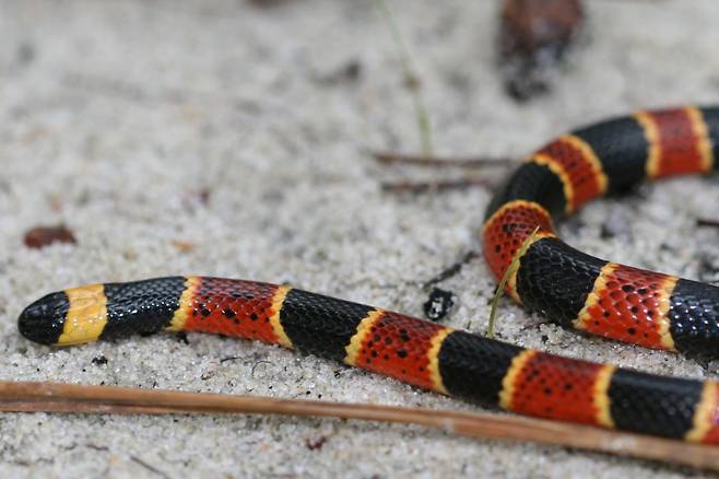 산호뱀을 가까이서 포착한 모습./North Carolina Wildlife