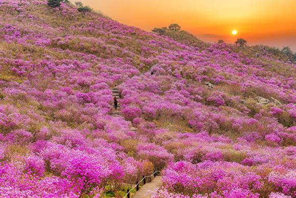 2022년 사진공모전 입선작 '비슬산 참꽃 일몰' [사진=달성군]