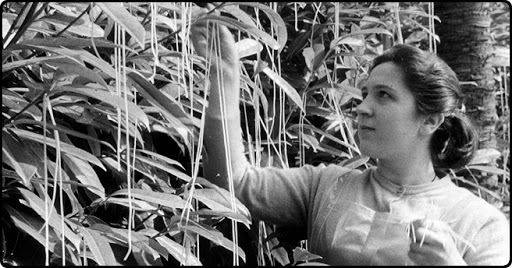 1957년 만우절, BBC가 '소개'한 스파게티 나무. 농부가 파스타면을 수확하고 있다. BBC 화면, 위키피디아.