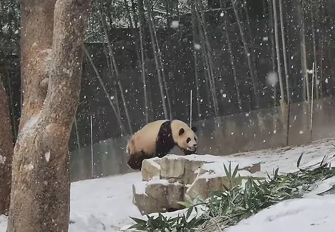 사천성 판다기지에 눈이 내리던 3월31일 푸바오의 모습