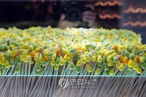 콩나물 [연합뉴스 자료 사진]