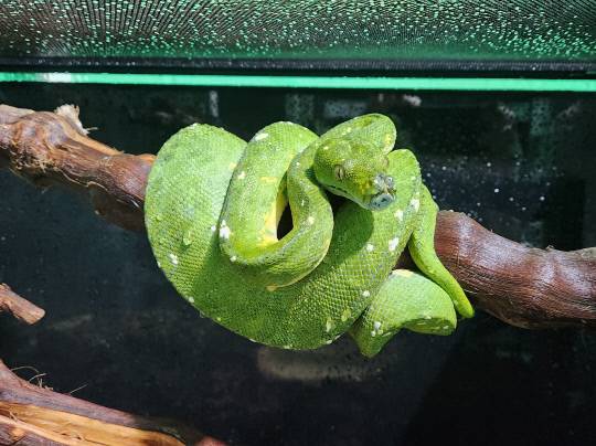 국립생태원은 2일 동물복지를 위해 미국 피닉스파충류생츄어리로 이관되는 초록나무비단뱀 모습. 국립생태원 제공