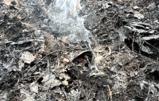 지난달 26일 불길이 번진 지리산 국립공원 경계구역 부근에서 발견된 지중화. 지중화는 두꺼운 낙엽 더미 속에 숨어 있어 발견과 완진이 어렵고, 바람을 만나면 다시 산림을 태우는 산불로 되살아나 '좀비 불씨'라고도 불린다. 사진 산림청