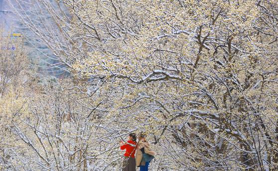 꽃샘추위로 전국 곳곳에 폭설이 내린 18일 오전 전남 구례군 산동면 일대에 활짝 핀 산수유꽃 위로 눈이 소복이 쌓여 있다. 구례산수유꽃축제는 오는 23일까지 개최된다. 사진 구례군