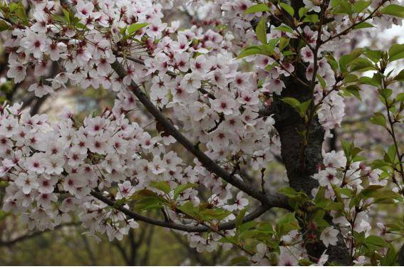 일본 원산 소메이요시노벚나무 사진. 왕벚프로젝트2050 제공