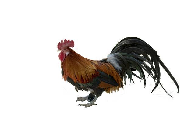 ▲농촌진흥청(청장 권재한)과 서울대학교(김희발 교수팀)는 공동 연구를 통해 세계 최초로 우리나라 재래 닭 품종 '긴꼬리닭'의 유전체인 '게놈 지도'를 완성하고 수컷의 꽁지깃이 길게 자라는 이유를 과학적으로 밝혔다. ⓒ농촌진흥청