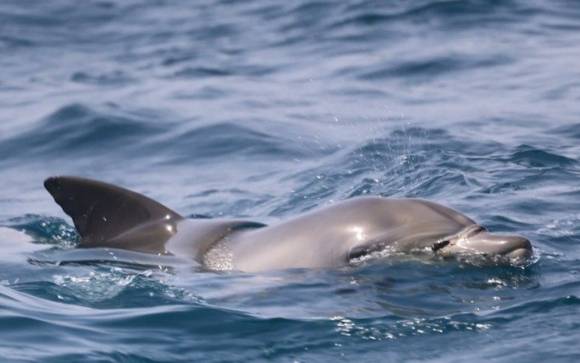 핫핑크돌핀스 제공