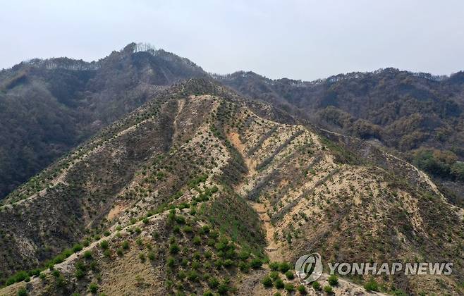 산불의 흔적 (양구=연합뉴스) 2022년 4월 강원 양구군 국토정중앙면 청리의 인공 조림지역 뒤로 불길에 탄 산림이 보이고 있다. 이 지역은 2016년 산불이 난 뒤 이번 대형 산불로 다시 산림 피해를 봤다. [연합뉴스 자료사진]