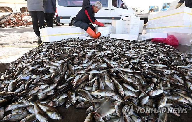 동해안 겨울 별미 도루묵 [연합뉴스 자료사진]