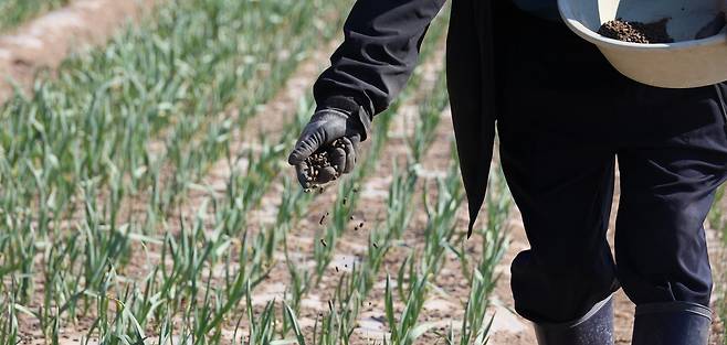 마늘 밭에 비료 뿌리는 주민 [촬영 황수빈]