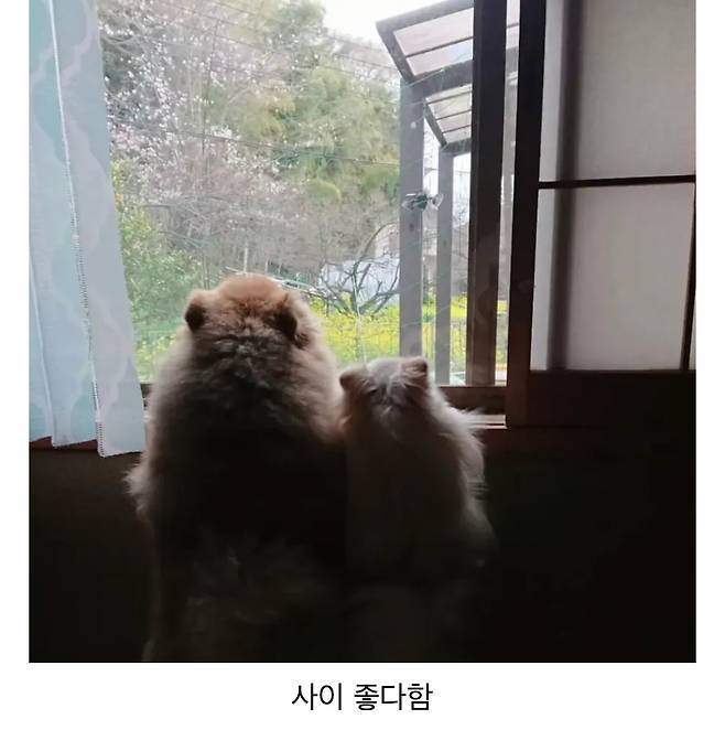 오이 사진을 올렸는데 강아지가 화제된 트윗