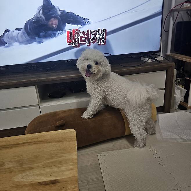 1000026004.jpg 우리집 강아지 미용하고 좌절하는데 응원좀..