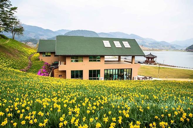 '봄의 전령사' 수선화가 만개한 지리산 치즈랜드