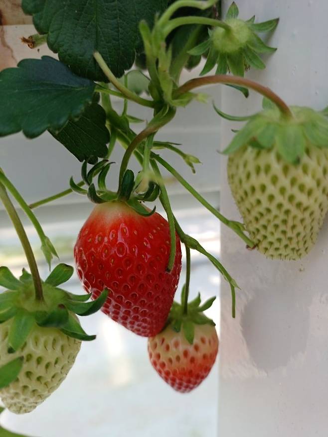 구례 힐링팜에서 재배하는 금실딸기