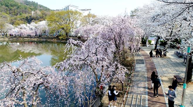 영산 연지못의 수양벚꽃