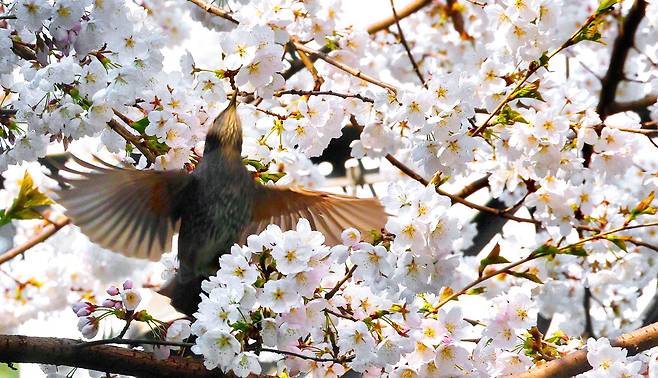 벚꽃이 언제 이렇게 활짝 피었나요? 시린 겨울이 물러가고 따듯한 봄이 왔지만 꽃을 볼 여유도 없었던 건 아닐까요. 벚꽃을 마음껏 즐기고 있는 직박구리의 여유가 부럽네요.  이승환 기자