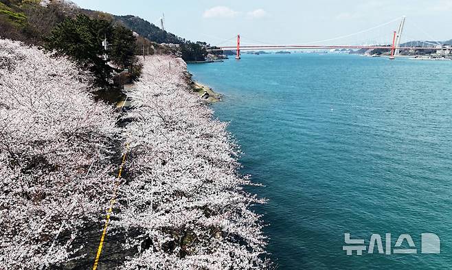 [남해=뉴시스] 차용현 기자 = 3일 오후 경남 남해군 설천면 인근 왕지벚꽃길에 벚꽃이 꽃망울을 터뜨려 눈길을 끌고 있다. 왕지 벚꽃은 이번 주말 절정을 이룰 것으로 예상된다. 2025.04.03.. con@newsis.com