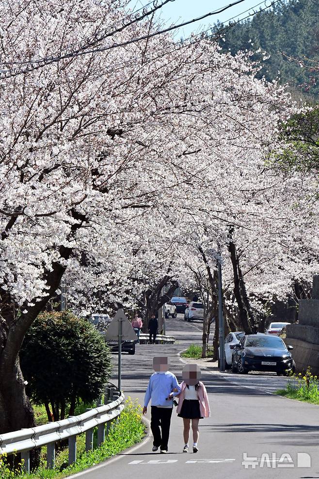[남해=뉴시스] 차용현 기자 = 2일 오전 경남 남해군 설천면 인근 왕지벚꽃길에 벚꽃이 활짝 꽃망울을 터뜨려 눈길을 끌고 있다. 왕지 벚꽃은 이번 주말 절정을 이룰 것으로 예상된다. 2025.04.02.. con@newsis.com
