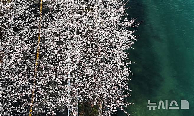 [남해=뉴시스] 차용현 기자 = 3일 오후 경남 남해군 설천면 인근 왕지벚꽃길에 벚꽃이 꽃망울을 터뜨려 눈길을 끌고 있다. 왕지 벚꽃은 이번 주말 절정을 이룰 것으로 예상된다. 2025.04.03.. con@newsis.com