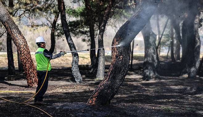 지난달 31일 경북 안동시 임하면 개호송 숲 일부가 산불에 피해를 본 가운데 수목치료업체에서 까맣게 탄 소나무를 세척하고 있다. 연합뉴스