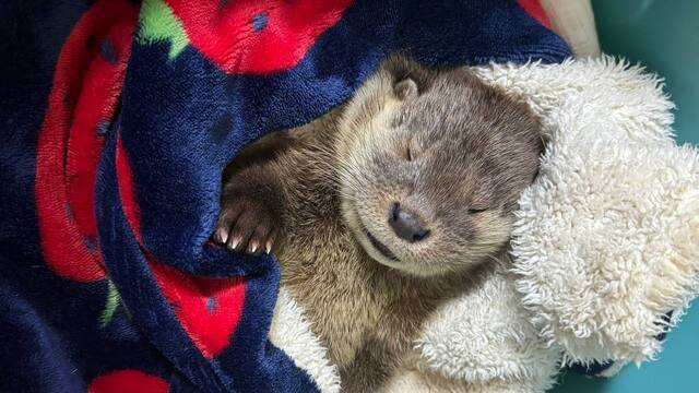 구조 후 센터에 입원 중인 수달 모습. 경기도