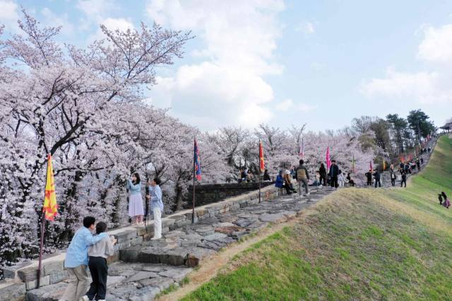 ▲- 밀양읍성 벚꽃.ⓒ밀양시