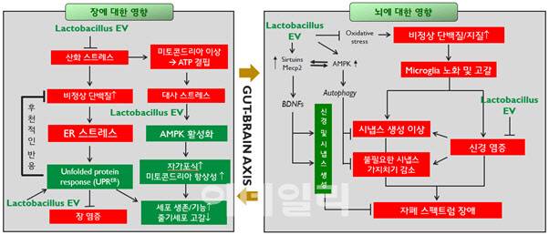 자폐증 핵심 증상을 조절하는 락토바실러스 EV (락토베시클)의 작용기전 (엠디헬스케어 제공)