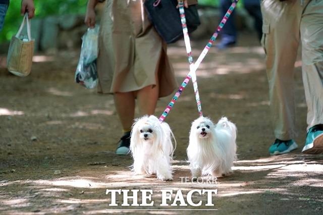 서대문구는 반려견 행동교정 프로그램인 '찾아가는 우리동네 댕댕박사'를 지난달부터 운영 중이다. 올해 구는 반려동물과 함께 걷기 행사를 열 예정이다./서대문구