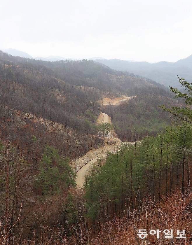 지난달 28일 경북 울진군 금강송면 소광리 산림유전자원보호구역 내에 마련된 폭 3.5m 이상의 산불 진화 임도의 모습. 울진=김태영 기자 live@donga.com