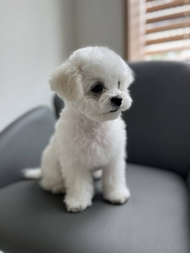 IMG_2193.jpeg 우리 강아지 배냇털 미용해따