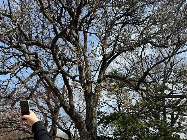 배꽃나무의 모습