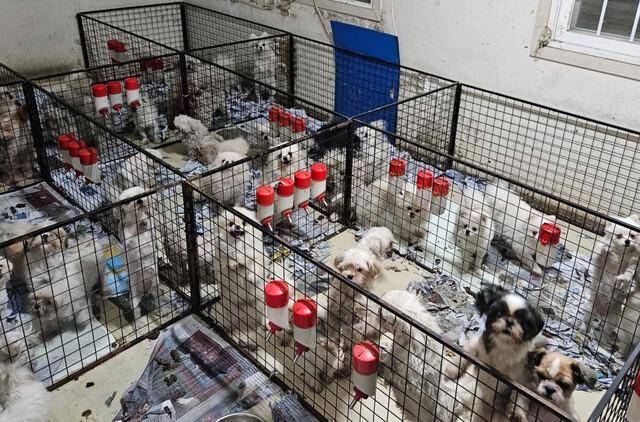 경기 화성시의 한 허가 번식장에서 제대로 된 관리를 받지 못하던 개 1,400여 마리가 구조됐다. 화성시허가번식장 동물구조단체연합 제공