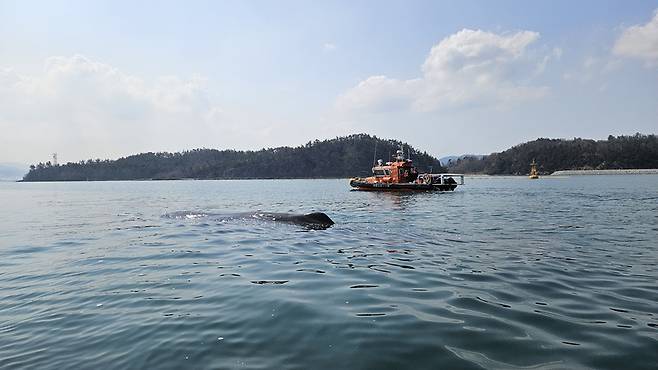 광양항 앞에서 발견된 대형 고래 / 사진=여수해양경찰서 제공