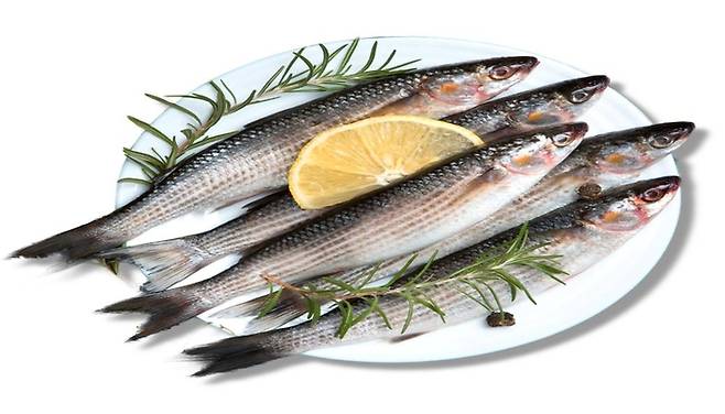 숭어 / 사진 = 해양수산부