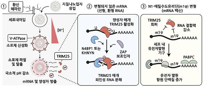 mRNA 백신의 주요 세포 조절 경로와 N1-메틸수도유리딘 변형 염기 효과의 분자 기전.[IBS 제공]