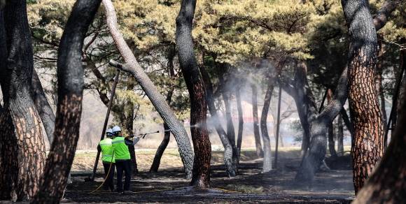 산불 피해를 본 국가 지정 문화재 명승 제26호인 경북 안동 임하면 백운정 및 개호송숲에서 지난달 31일 수목 치료업체 직원들이 까맣게 탄 소나무를 세척하고 있다. 안동 연합뉴스
