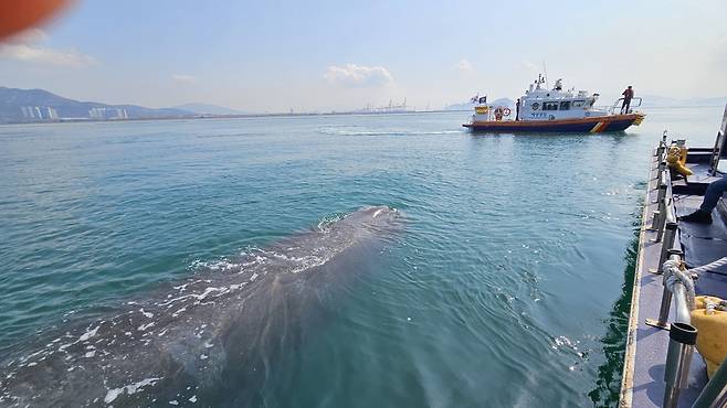 대형 고래 [여수해경 제공. 재판매 및 DB 금지]